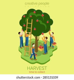 Apple Harvest Collect Season Concept Flat 3d Web Isometric Infographic Concept Vector. Men Pluck Ripe Apples From The Tree To The Basket. Creative People Collection.