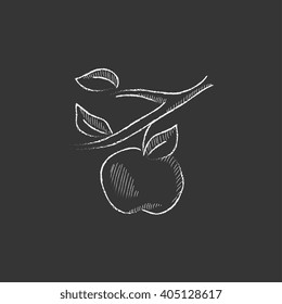 Apple harvest. Drawn in chalk icon.
