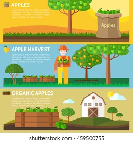 Apple harvest. Farmer holding a basket full of harvested apples. Agriculture landscape with barn house. Vector illustration.