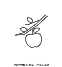 Apple harvest line icon.