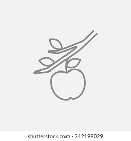 Apple harvest line icon for web, mobile and infographics. Vector dark grey icon isolated on light grey background.