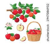 Apple harvest, red apples in basket, on branch, halved apple, red juicy fruits - vector illustration isolated on white background.