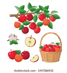 Apple harvest, red apples in basket, on branch, halved apple, red juicy fruits - vector illustration isolated on white background.