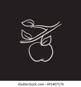 Icono de esbozo vectorial de cosecha de Apple aislado en el fondo. Dibujó mano el icono de la cosecha de Apple. Icono de sketch de cosecha de Apple para infografía, sitio web o aplicación.