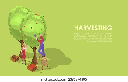 Apple harvesting. Fruit tree, organic gardening, agriculture season. Summer nature. Man standing on ladder and woman working at orchard. Green background. Isometric vector illustration