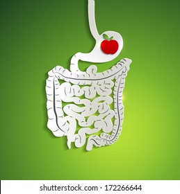 Apple in human stomach, medical illustration of stomach, colon and small intestines. Beautiful paper design.