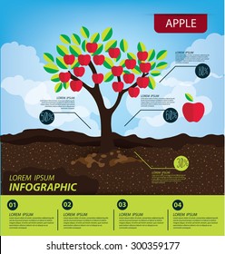 Apple, infographics. fruits vector illustration.