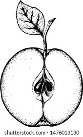 Apple. Ink drawing. Vector illustration.