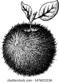 Apple. Ink drawing. Vector illustration.