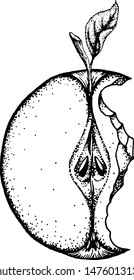 Apple. Ink drawing. Vector illustration.