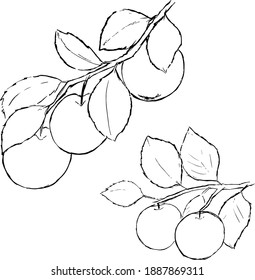 Apple ink illustrations. Minimal plants drawings. Nature theme simple monochrome style. Leaves and branches  vector set. 