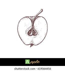Apple isolated on white background. Apple vector illustration in vintage stippling style.Design for eco food, nature products, pharmacy cosmetics, body care product, sign cards, packaging.
