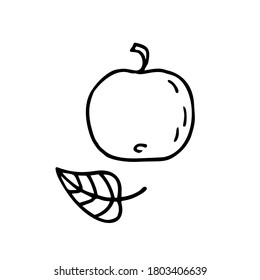 Apple and leaf. Hand drawn vector doodle elements.