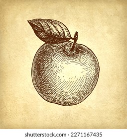 Apple with leaf. Ink sketch on old paper background. Hand drawn vector illustration. Retro style.