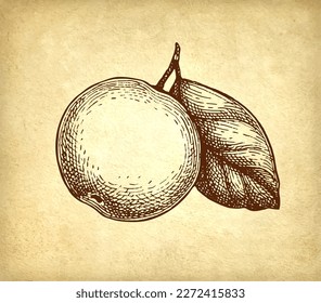 Apple with leaf. Ink sketch on old paper background. Hand drawn vector illustration. Retro style.