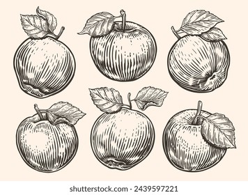 Apple with leaf. Ripe fruits set. Hand drawn sketch vector illustration