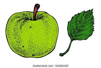 Apple and leaf. Vector hand drawn graphic illustration.