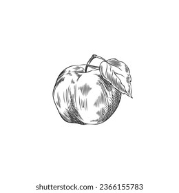 Apple with leaf, vector illustration in sketch style isolated on white background. Hand drawn fruit, image in engraving. Black ink outline. Vitamin fresh eco food drawing in sketch art.