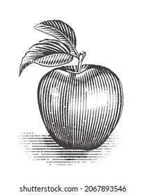 Apple with leaf. Vintage. Engraving style. Vector illustration of apple.