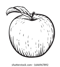 Manzana con hoja. Vintage. Dibujo realista a mano. Gráfica vectorial de estilo de grabado.