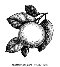 Apple with leaves. Ink sketch isolated on white background. Hand drawn vector illustration. Retro style.