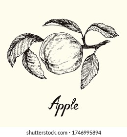 Apple with leaves, outline simple doodle drawing with inscription, gravure style