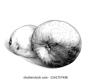 Apple and lemon lie with shadow, sketch vector graphics monochrome illustration on white background