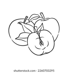 Apple line art vector illustration, Coloring book of healthy fruit