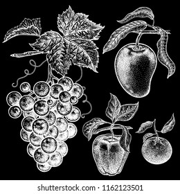 Apple, mango, mandarin, grapes. Realistic vector illustration plant. Hand drawing berries and fruit, isolated. Decoration for products health and beauty. Vintage. White chalk on black board.