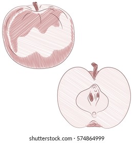 Apple in old retro style hand drawn vector illustration with scribble or engraving elements