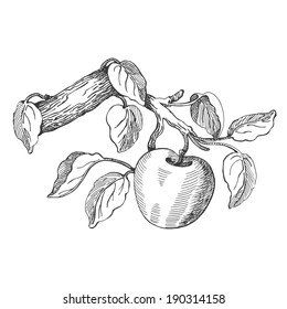 Apple on a branch, vector hand drawing