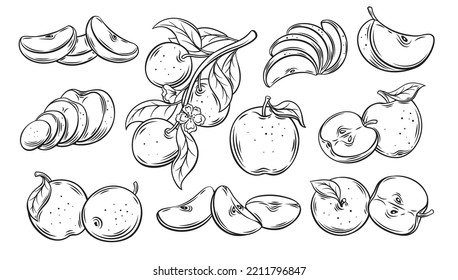 Apple Fruit with Leaf Line Art Graphic by graphixtstock · Creative Fabrica