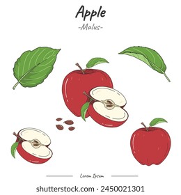 Apple Package. set Apple fruit  illustration. vector collection of apples. Can be used for topics like biology or education poster.