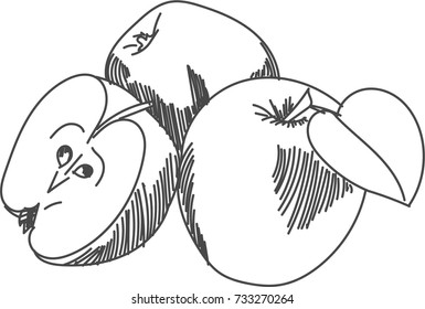 apple, painted lines, fruit, vector image apple, vector illustration