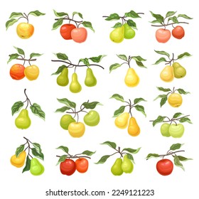 Apple and Pear Branch with Hanging Ripe Pomaceous Fruit Big Vector Set