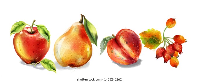 Apple, pear and peach Vector watercolor set. Colorful fruits detailed painted style
