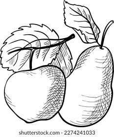 Apple and pear with twig and leaves. Vector hand drawn illustration. Sketch for the design of packaging, labels, decor, paper materials.