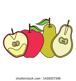 apple and pear whote and slice tropical fruits vector illustration