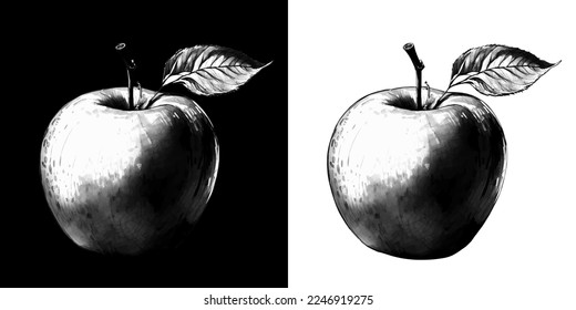 Apple Pencil Illustrations. Apple pencil sketch style on black and white background, vector illustration.