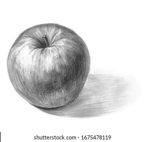 Apple pencil sketch on white background. Shaded black and white pencil drawing illustration. Concept of light and shade in a drawing for art students. Highlight, mid tone, core shadow, reflected light