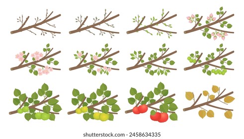 Apple phenological development stages of plants. Budding and flowering. Ripening growth period on a branch. Vector illustration.