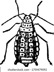 Apple Plant Louse is a wingless or winged insect which infects and causes mysterious disease to plants, vintage line drawing or engraving illustration.