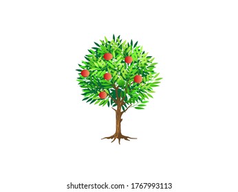 Apple or pomegranate tree vector illustration, isolated on white background.