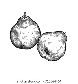 Apple quince. Realistic vector illustration of plant. Fruit isolated on white background. Hand drawing. Decoration for the menu and kitchen design. Vintage black white engraving. Vegetarian food.