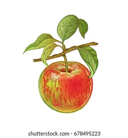 Apple. Realistic hand drawing made with colored pencils. Vector illustration. Red fruit, green leaf, branch isolated on white background. Plant for decorating food packaging, kitchen design. Vintage.