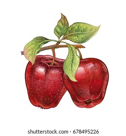 Apple. Realistic hand drawing made with colored pencils. Vector illustration. Red fruit, green leaf, branch isolated on white background. Plant for decorating food packaging, kitchen design. Vintage.