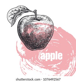 Apple. Realistic vector illustration of fruit isolated on white background. Hand drawing sketch. Design for package of health and beauty natural products. Vintage black and white engraving