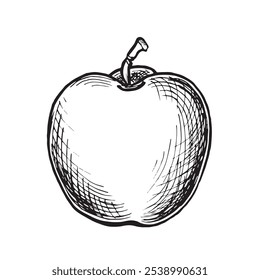 Maçã em volta de esboços inteiros. Ilustração gráfica vetorial, desenho à mão isolado. Preto e branco desenho frutos suculentos maduros. Produtos alimentares biológicos. Alimentação saudável. Clipart para menu, cosmético, design de alimentos.