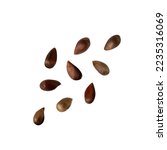 Apple Seed Isolated, Apples Seeds Group on White Background