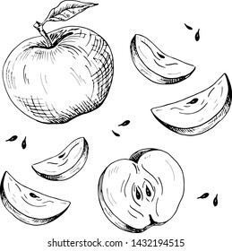 Apple set. Collection of hand-drawn black apple and apple slices, isolated on white background. Sketch style vector illustration.